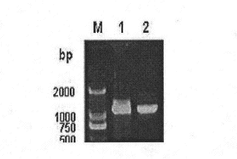 Novel duck reovirus recombinant sigma B protein antigen, preparation method and application