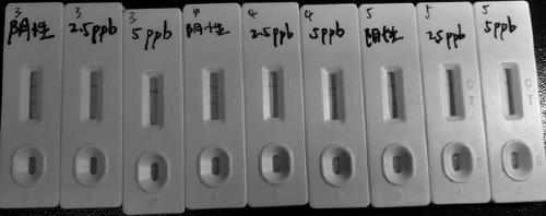 Florfenicol quick detection kit and florfenicol quick detection method