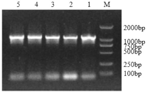 Method for kluyveromyces lactis eukaryotic expression of nitrite reductase gene in lactobacillus plantarum