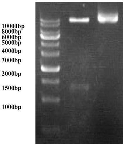 Method for kluyveromyces lactis eukaryotic expression of nitrite reductase gene in lactobacillus plantarum