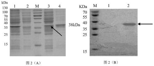 A kind of porcine circovirus type 2 antigen purification and concentration method