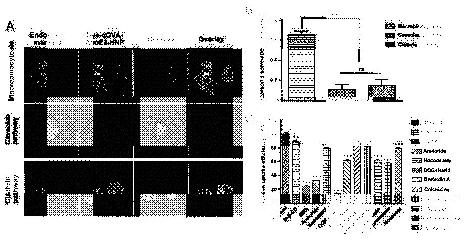 Apolipoprotein modified bionic nano tumor vaccine as well as preparation method and application thereof