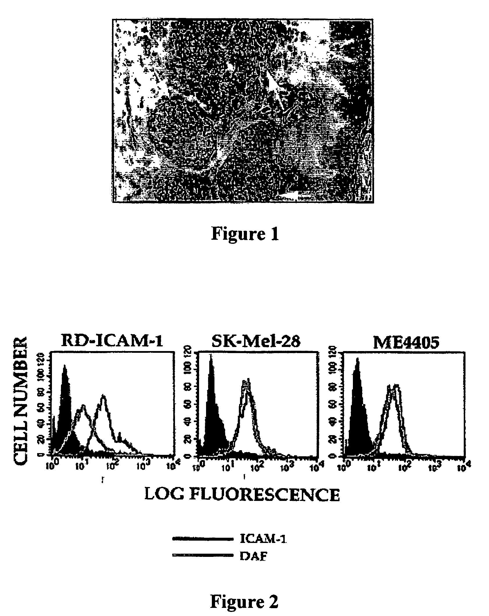 Methods for treating malignancies expressing ICAM-1 using coxsackie a group viruses