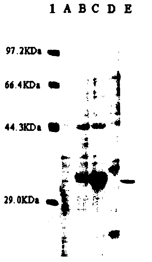 Mutant of organophosphorus hydrolase, expression vector, recombinant bacterium and application of recombinant bacterium