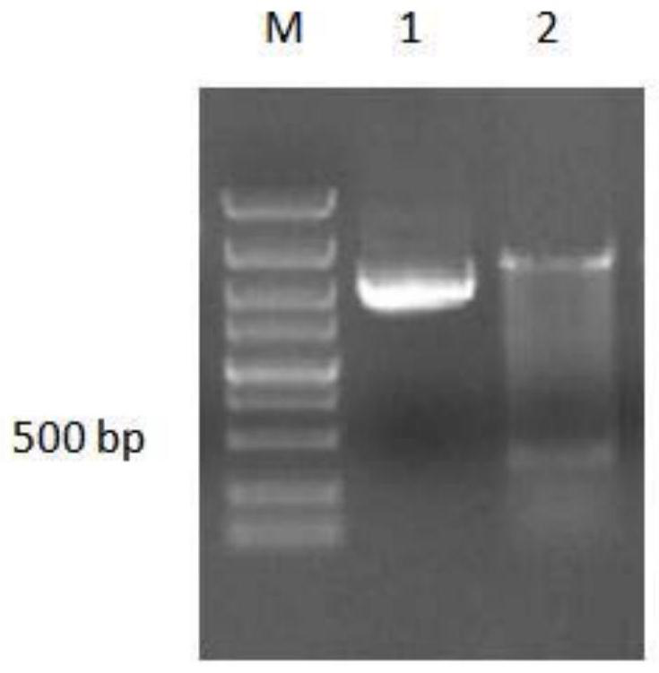 An antibacterial peptide from grouper and its application