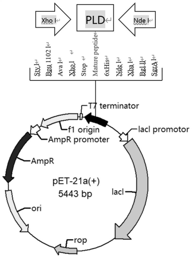 Low-temperature-resistant phospholipase D derived from Antarctic bacteria and preparation method and application thereof