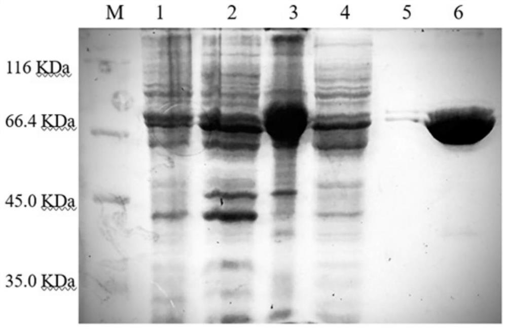 Low-temperature-resistant phospholipase D derived from Antarctic bacteria and preparation method and application thereof