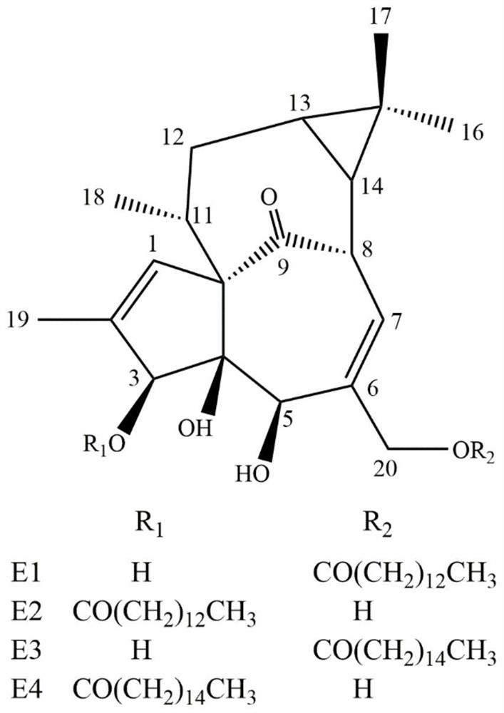 Preparation method of ingenane type diterpene and its use in pharmacy