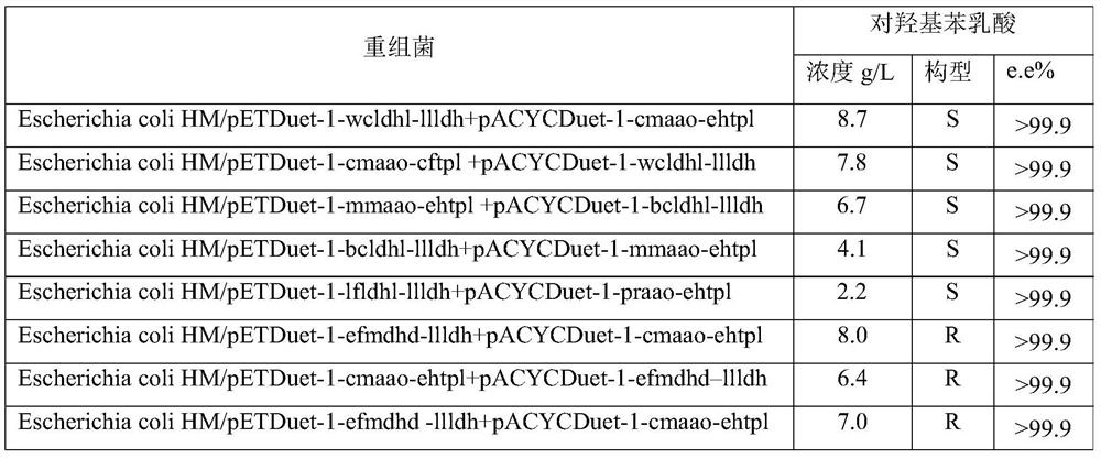 An engineering bacterium and its application to produce p-hydroxyphenyl lactic acid with cheap substrate