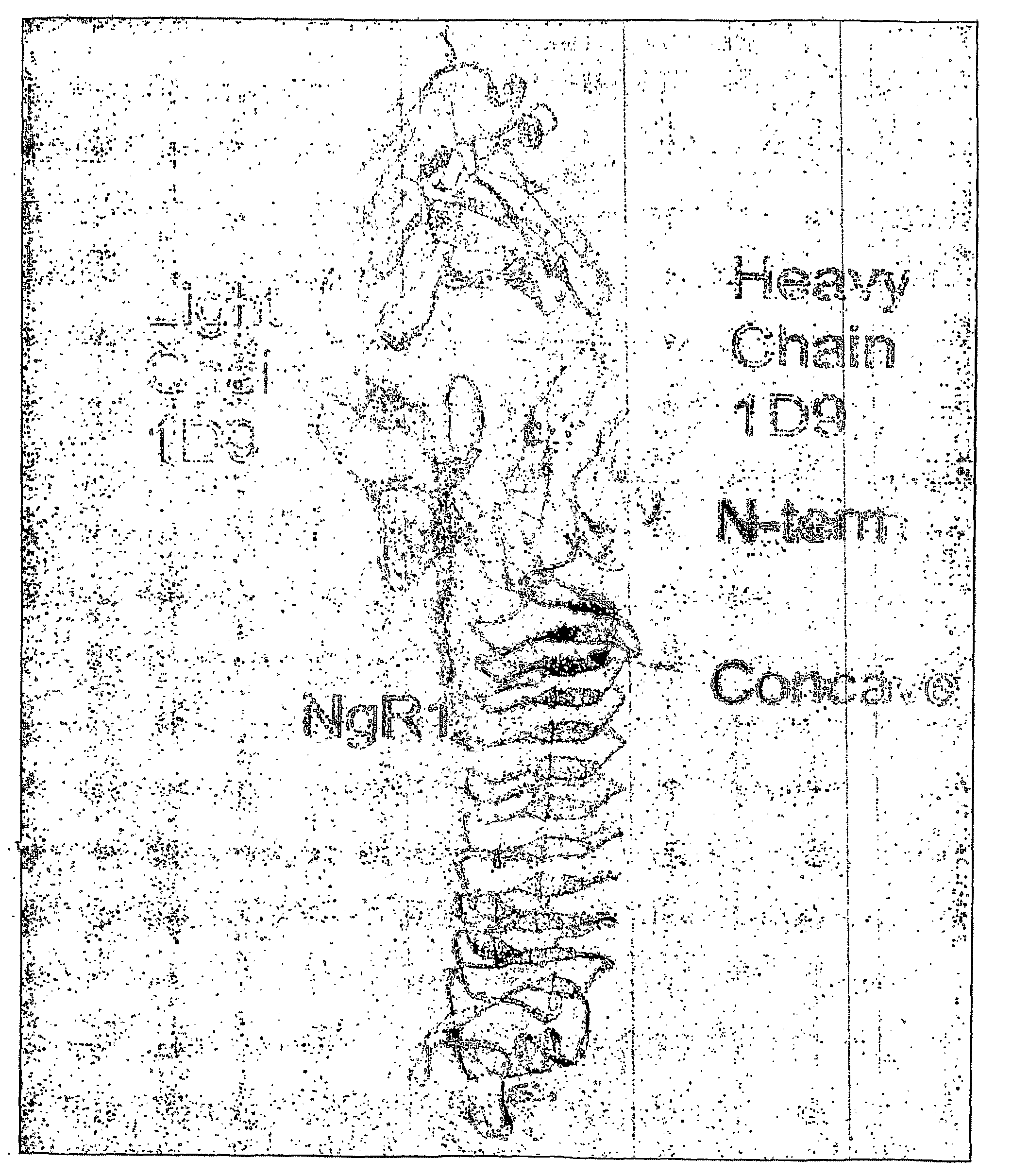 Nogo Receptor Antagonists