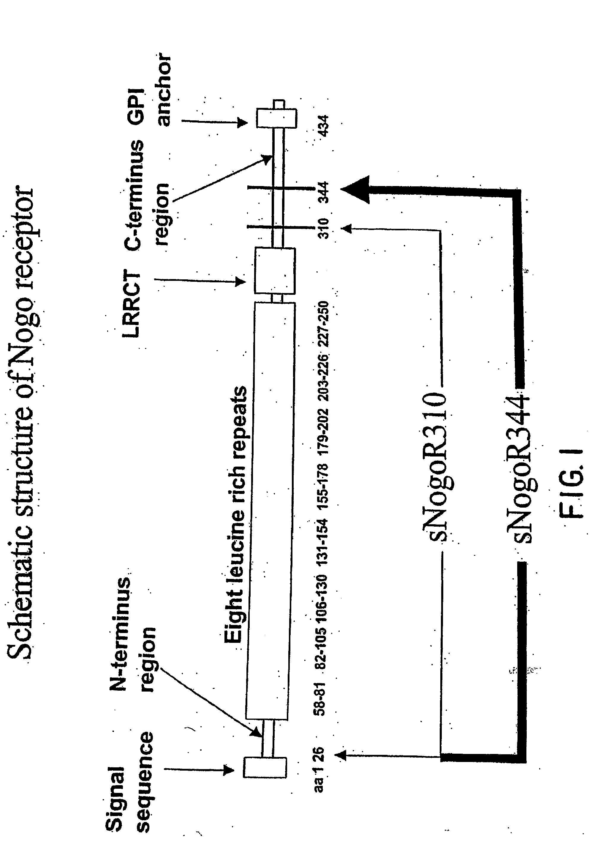 Nogo Receptor Antagonists