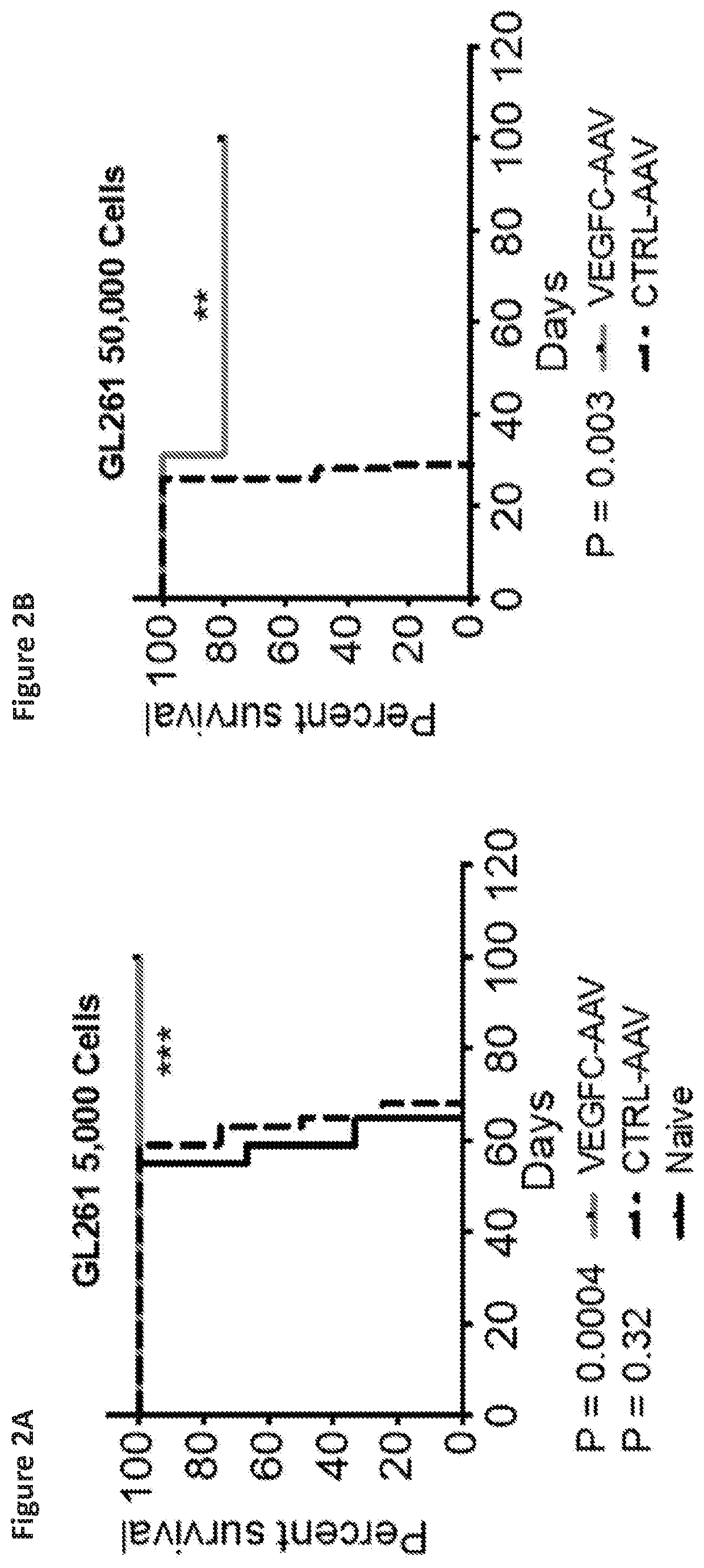 Manipulation of meningeal lymphatic vasculature for brain and CNS tumor therapy