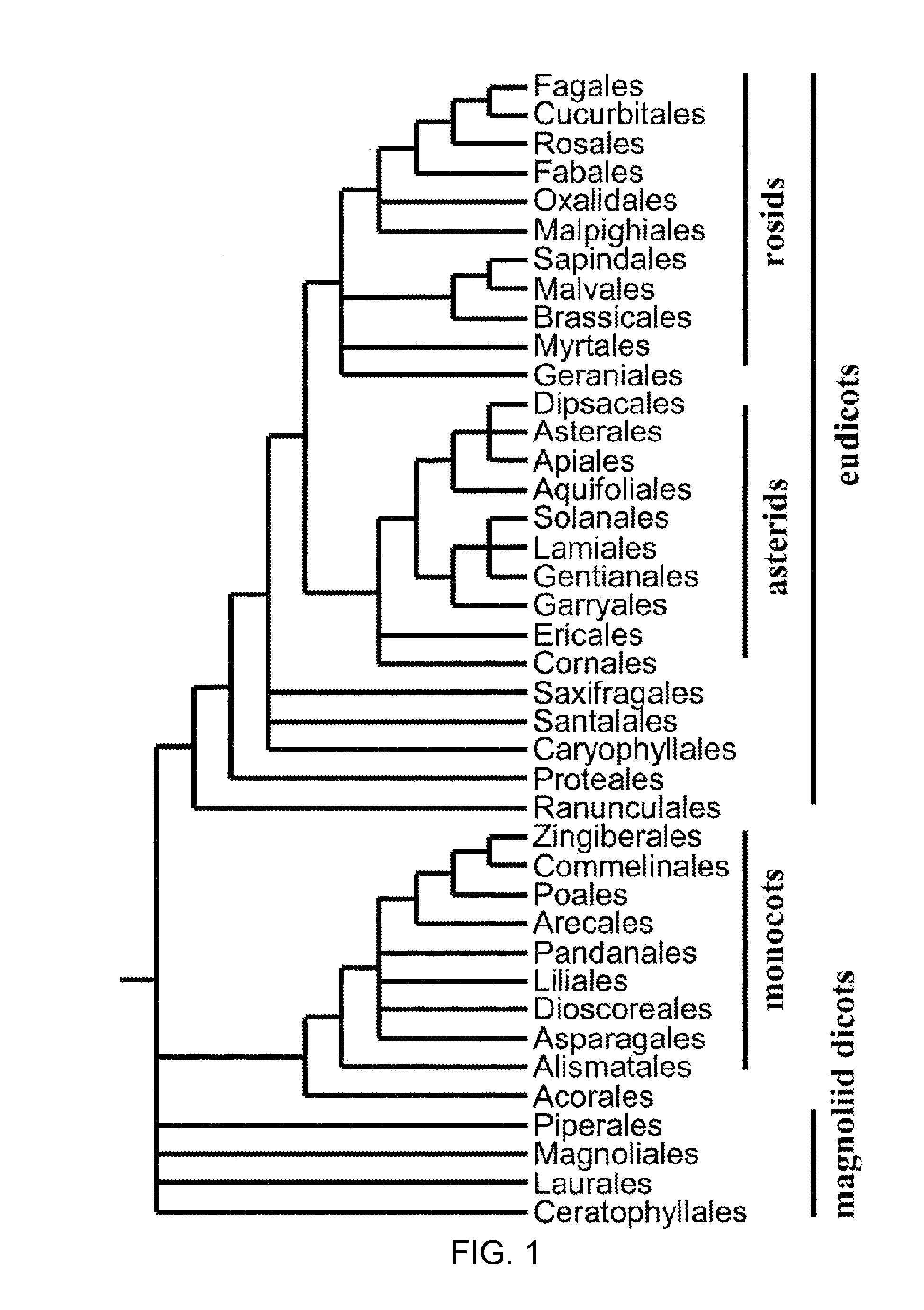 Yield and stress tolerance in transgenic plants iii