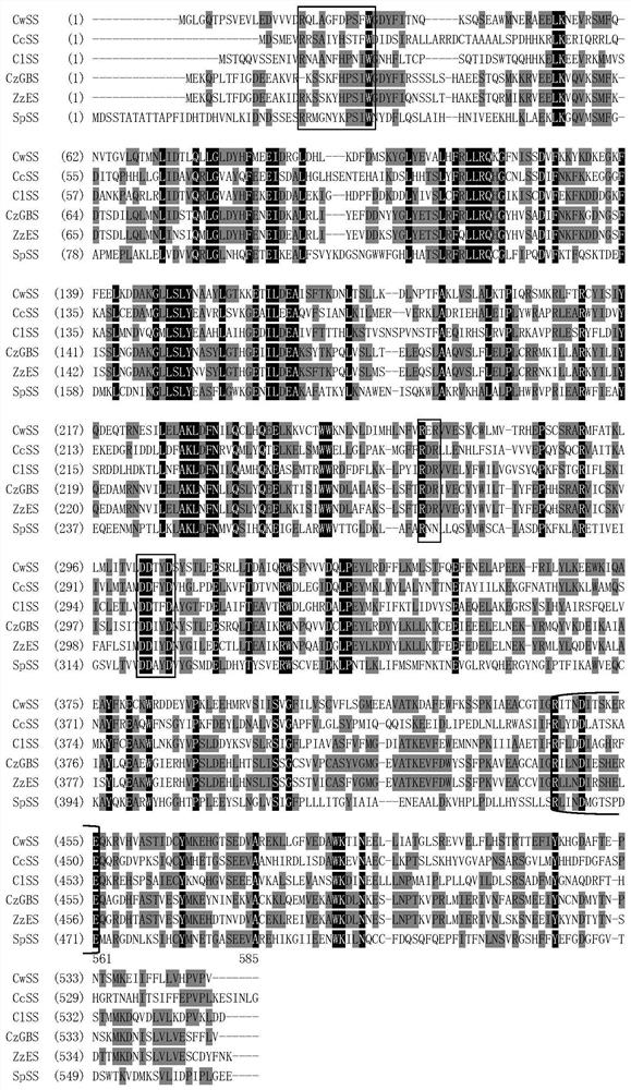 Alpha-santalene synthetase, gene and application