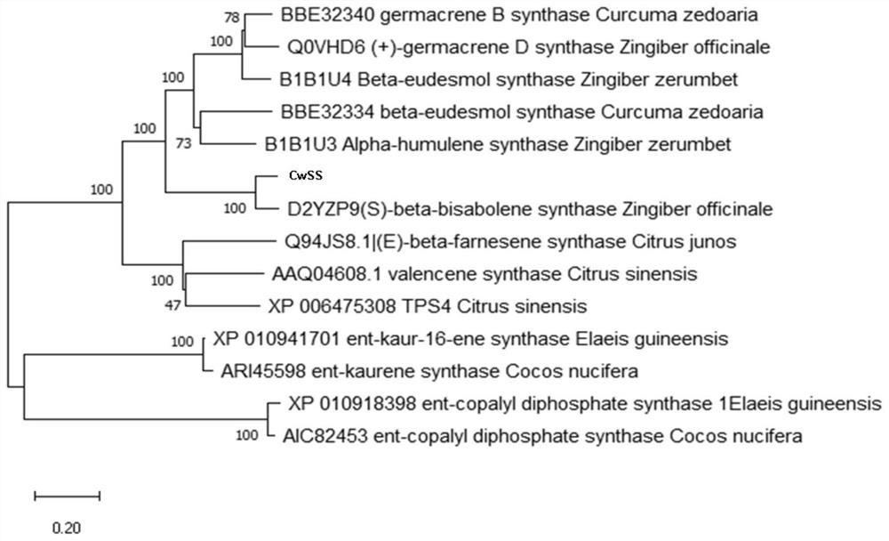 Alpha-santalene synthetase, gene and application