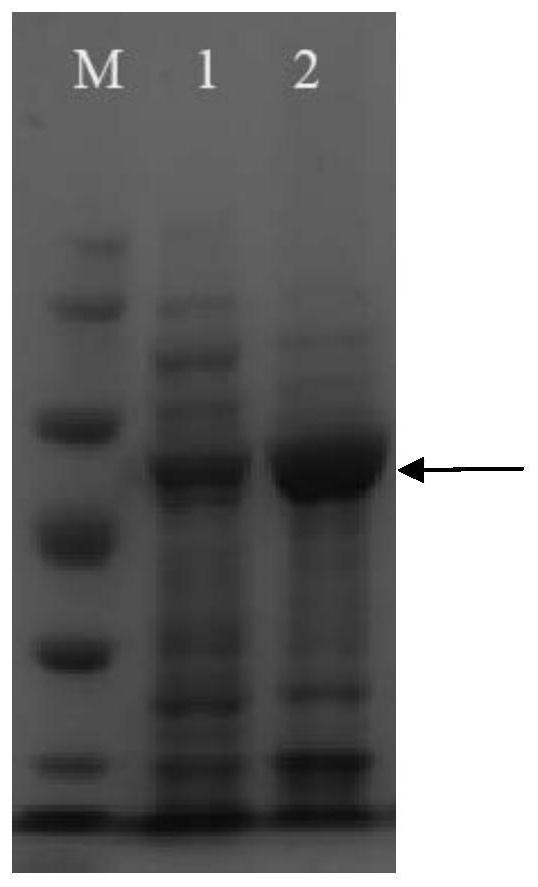 Alpha-santalene synthetase, gene and application