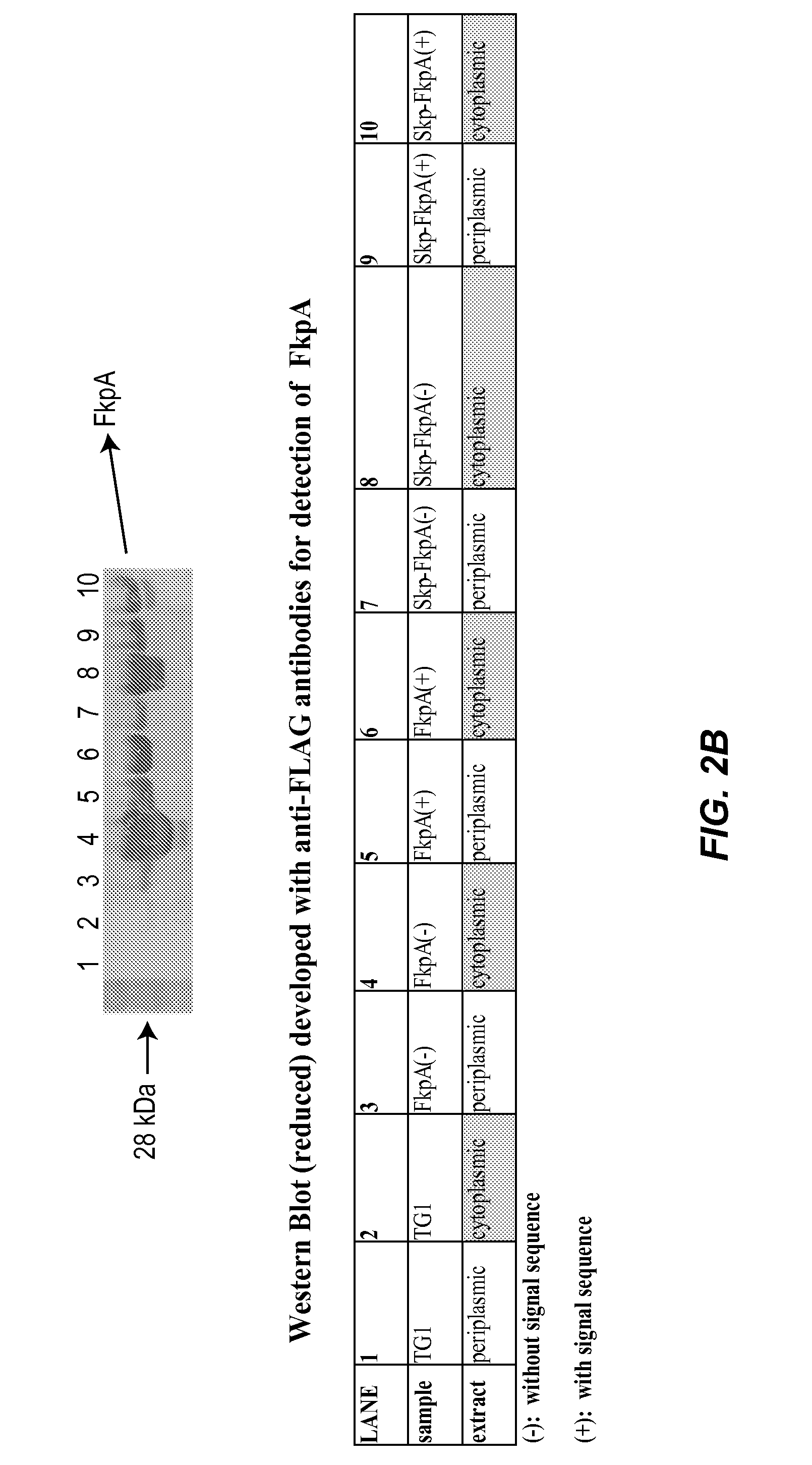 Methods and materials for enhancing functional protein expression in bacteria