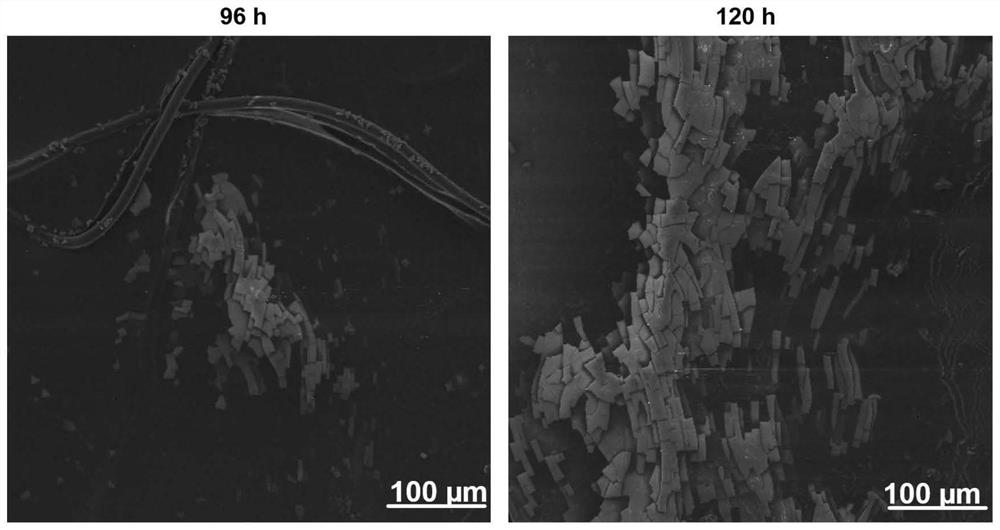 Antifouling zwitterionic hydrogel coating with bacterial responsiveness and preparation method of zwitterionic hydrogel coating