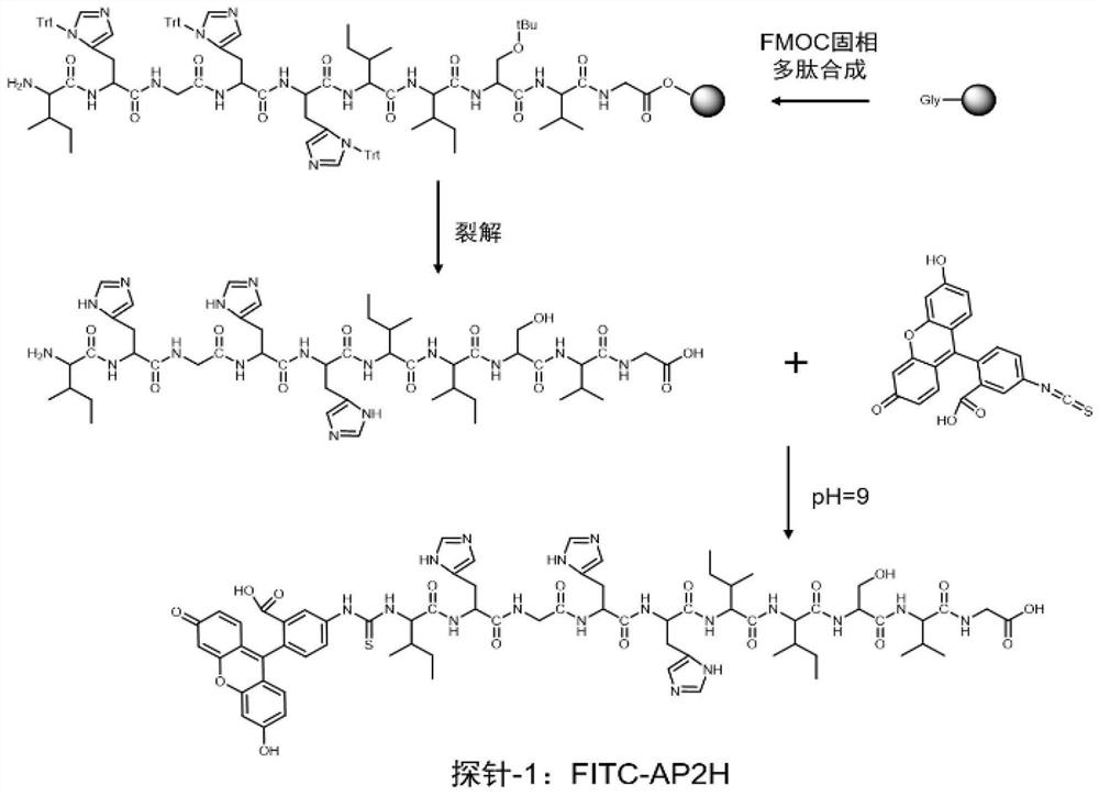 A kind of bivalent targeting polypeptide probe and preparation method thereof