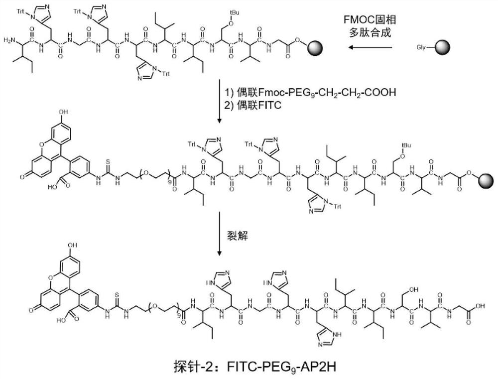 A kind of bivalent targeting polypeptide probe and preparation method thereof