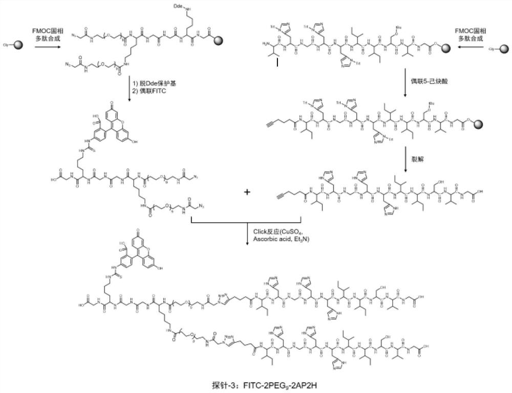 A kind of bivalent targeting polypeptide probe and preparation method thereof