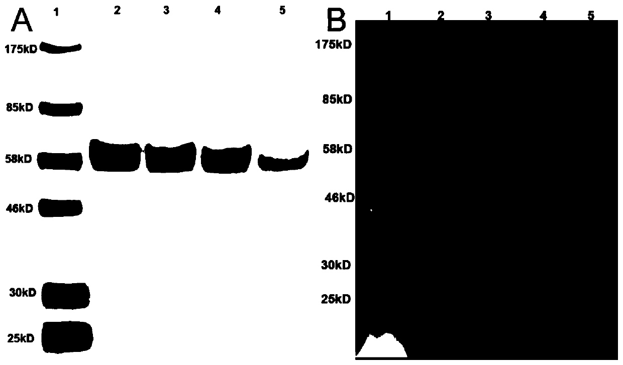 Application of Second Harmonic Imaging Combined with Fluorescence Imaging for Locating Transdermal Absorption of Substances