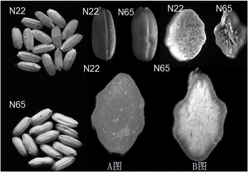 Oryza sativa floury endosperm related gene OscyMDH, protein encoded by same and application