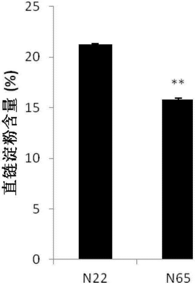 Oryza sativa floury endosperm related gene OscyMDH, protein encoded by same and application