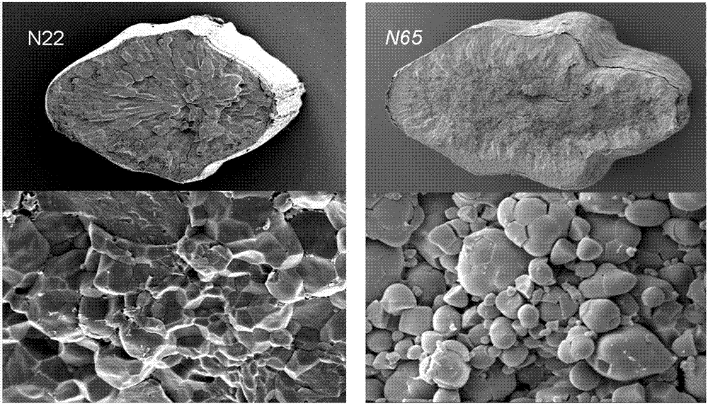 Oryza sativa floury endosperm related gene OscyMDH, protein encoded by same and application