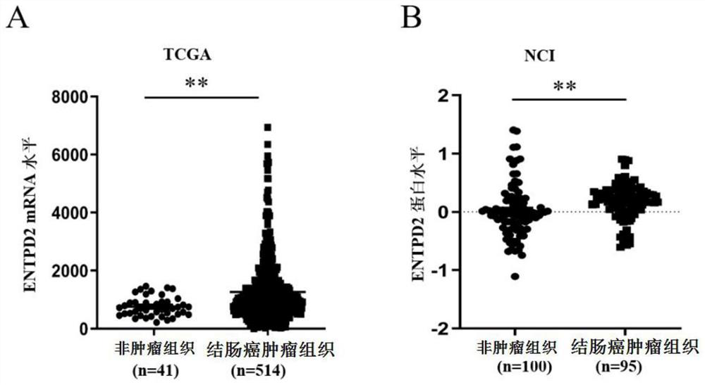 Colon cancer biomarker and application thereof