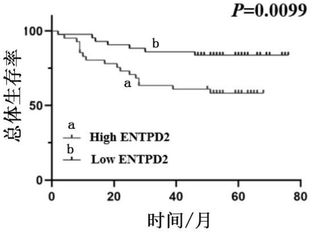 Colon cancer biomarker and application thereof