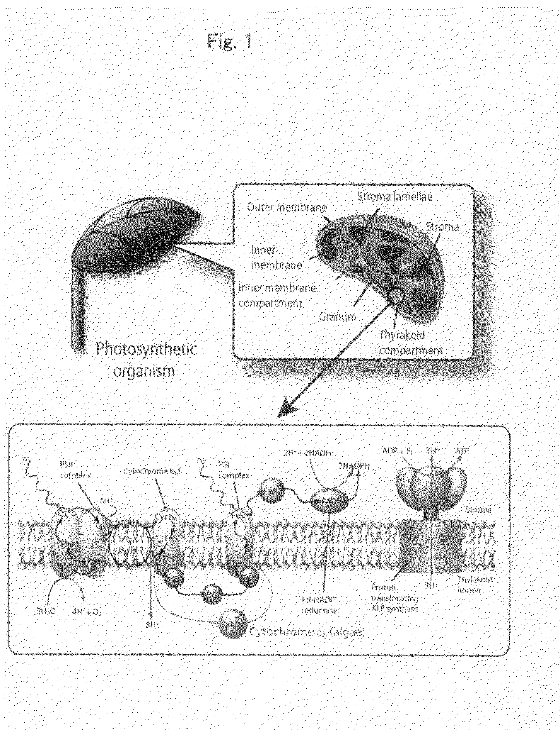 Method of Constructing Novel Higher Plant and Method of Promoting the Growth of Higher Plant