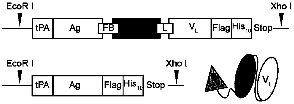 Fusion protein antibody, enhanced vaccine and preparation method and application thereof