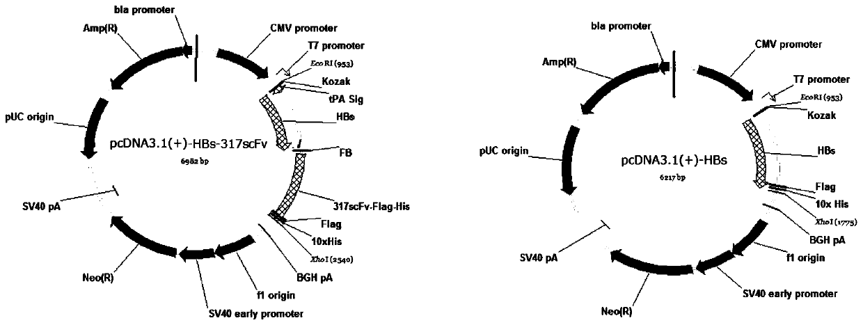 Fusion protein antibody, enhanced vaccine and preparation method and application thereof