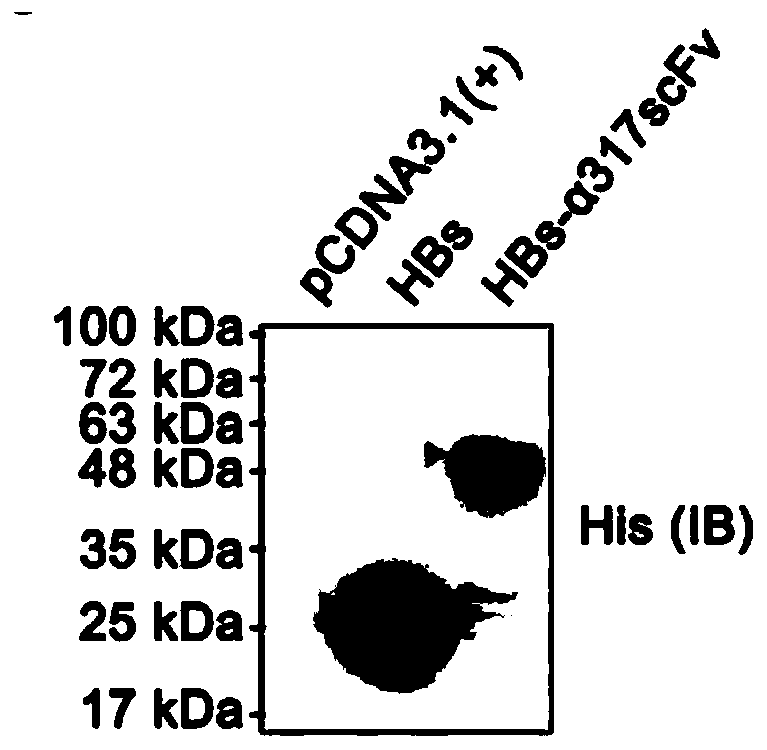 Fusion protein antibody, enhanced vaccine and preparation method and application thereof