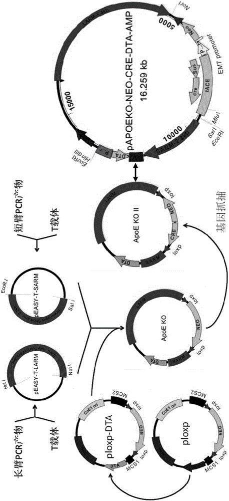 Targeting vector with swine ApoE gene knocked out as well as construction method and applications of targeting vector