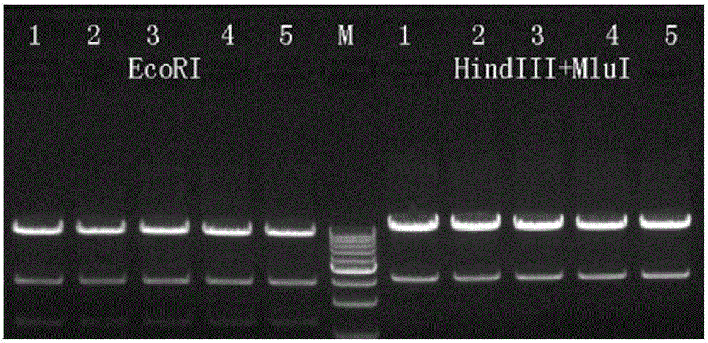 Targeting vector with swine ApoE gene knocked out as well as construction method and applications of targeting vector