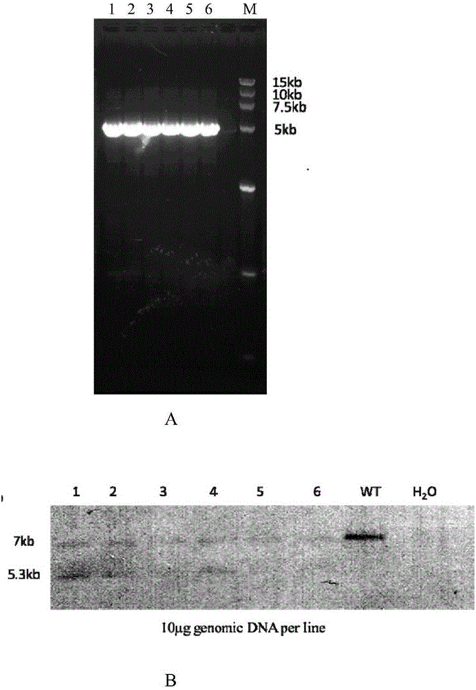 Targeting vector with swine ApoE gene knocked out as well as construction method and applications of targeting vector