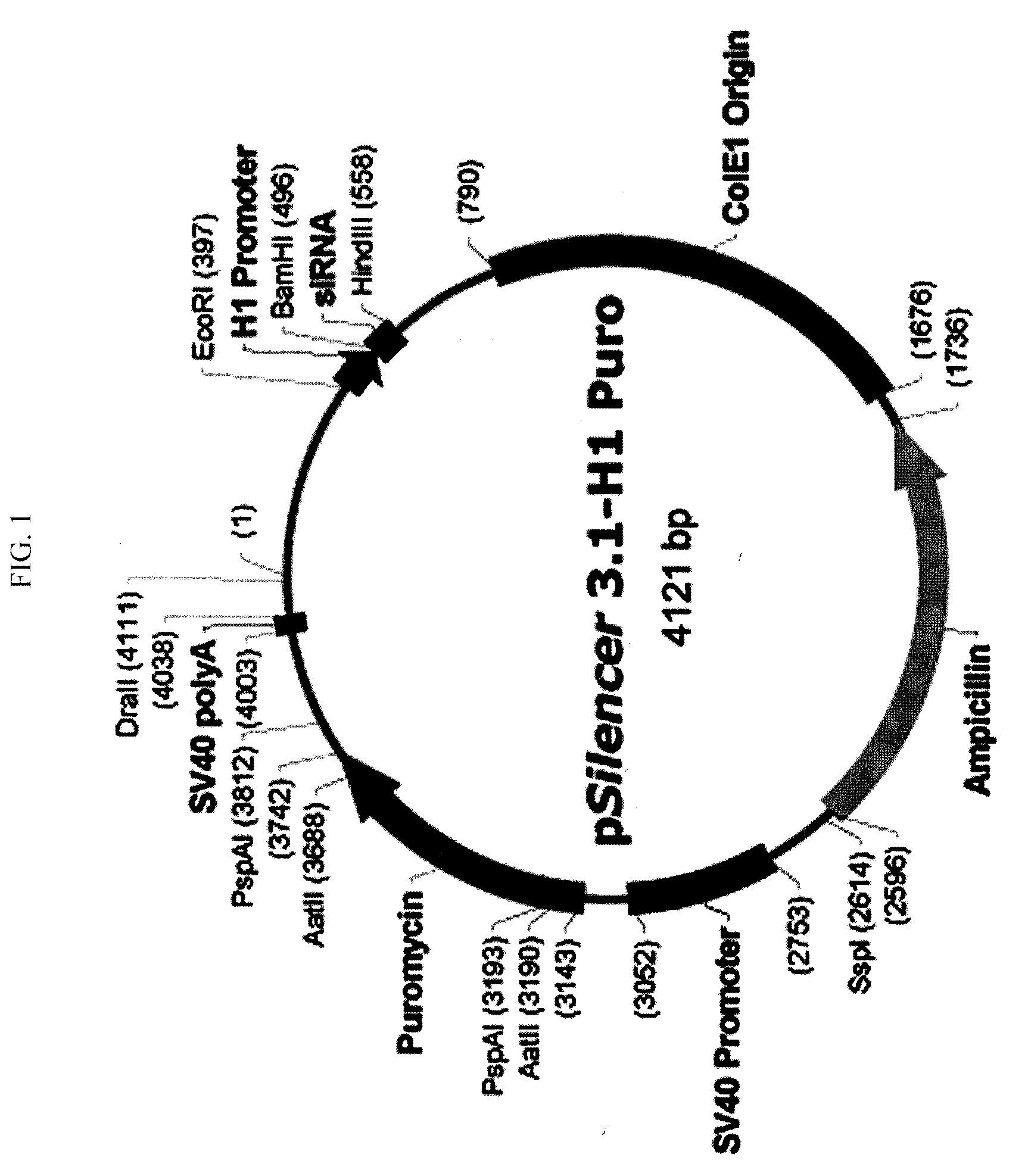 Method for treating breast cancer using adenine nucleotide translocator 2 (ANT2) sirna or ant2 shrna