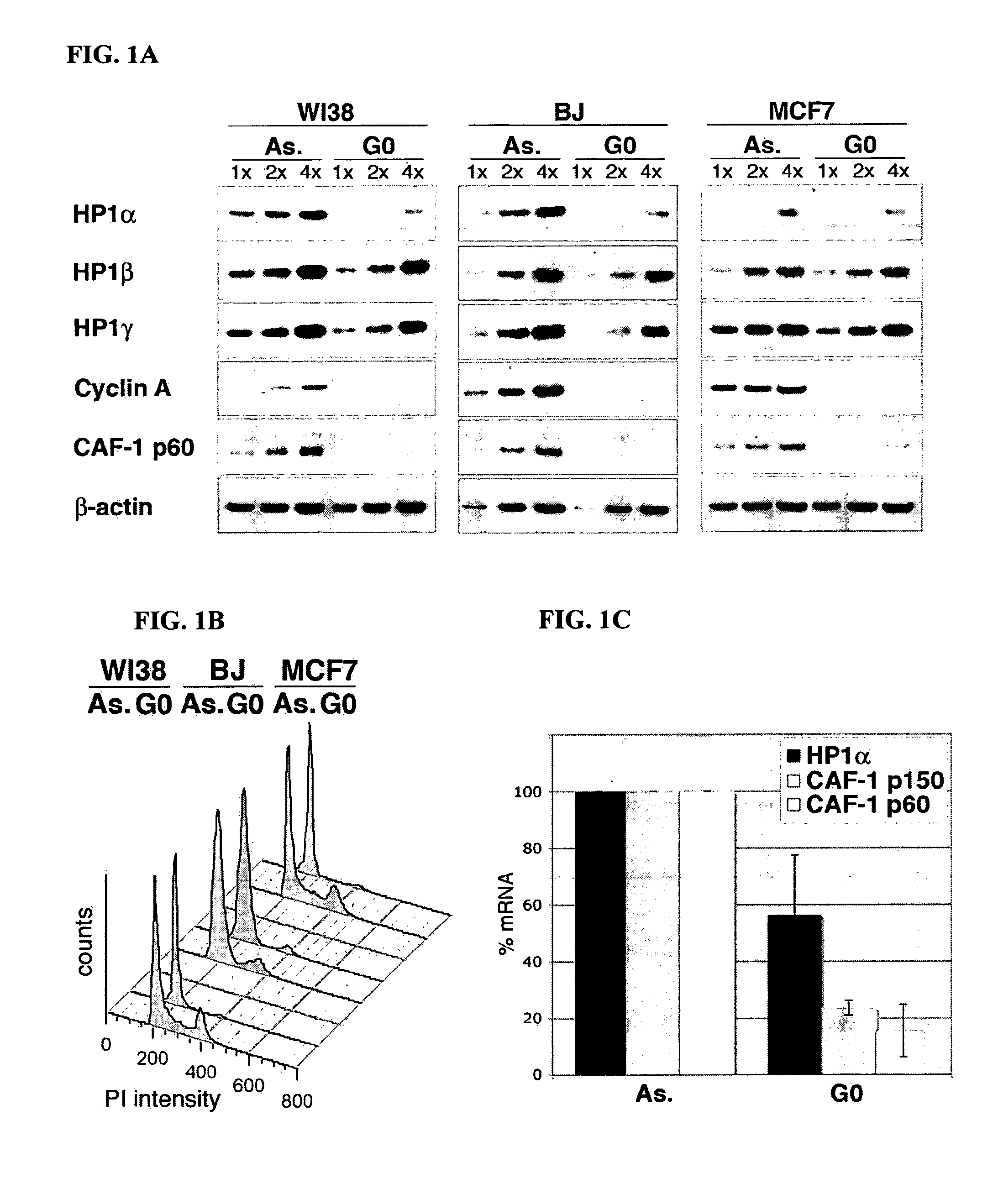 HP1alpha as a prognostic marker in human cancer