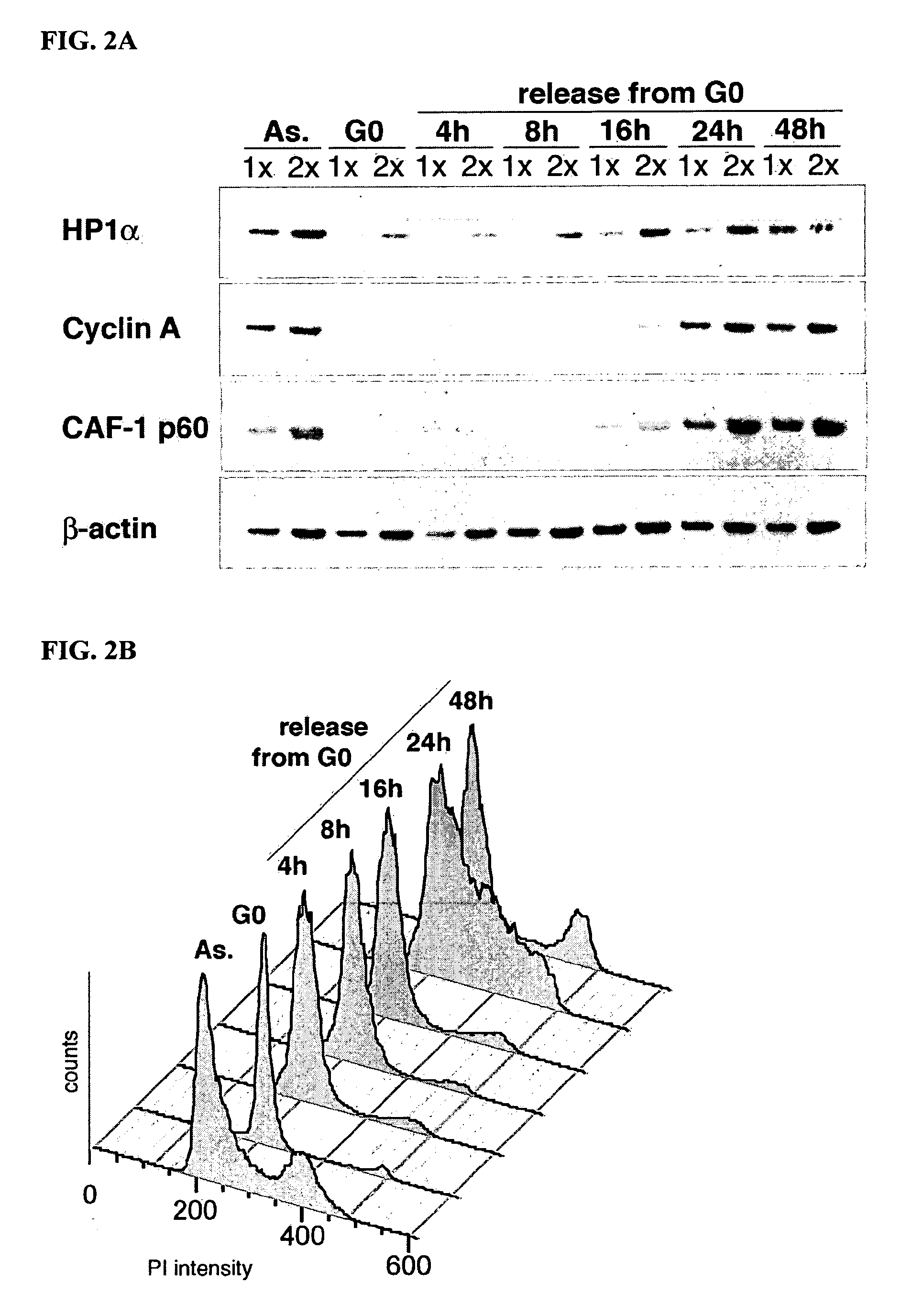 HP1alpha as a prognostic marker in human cancer