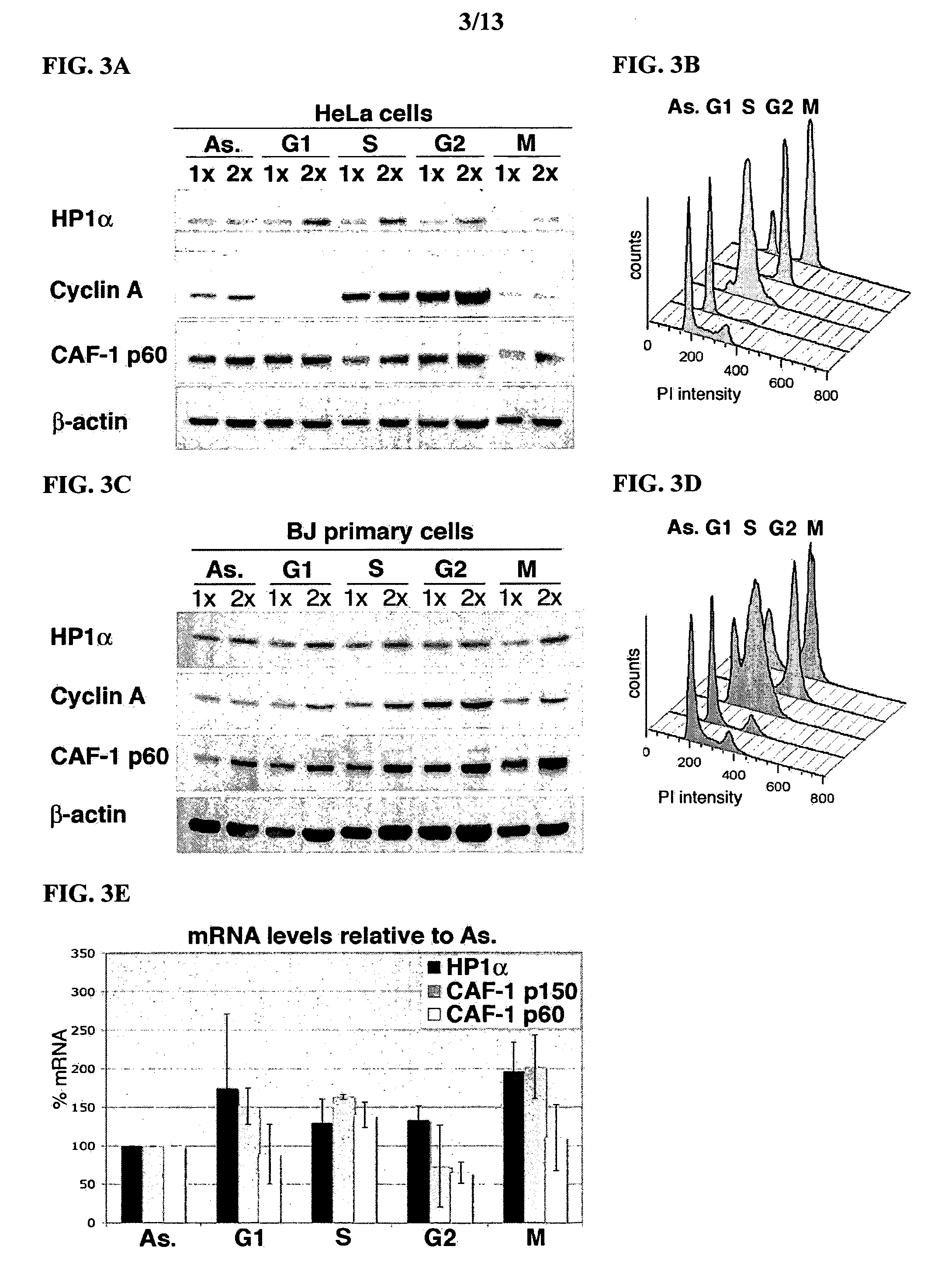 HP1alpha as a prognostic marker in human cancer