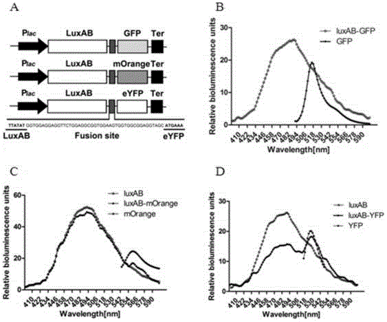 A Bacterial Luciferase-Bret-Based Method for Detecting Protein Interactions