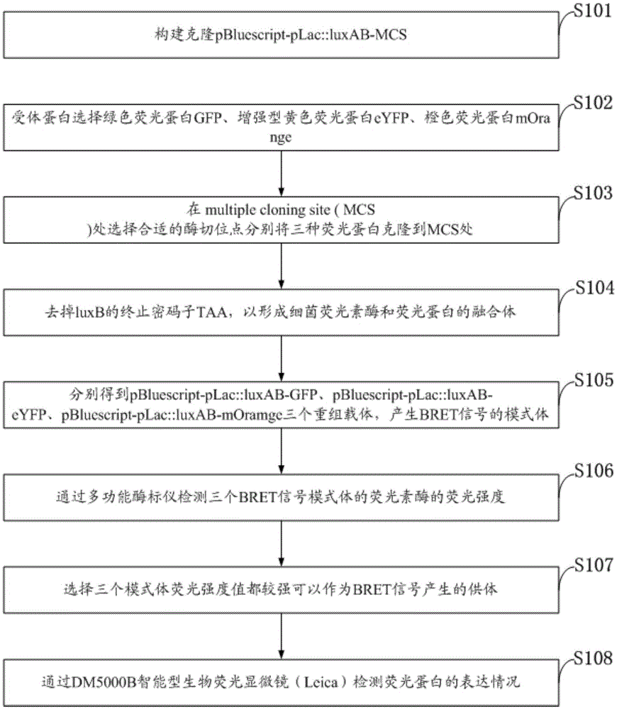 A Bacterial Luciferase-Bret-Based Method for Detecting Protein Interactions