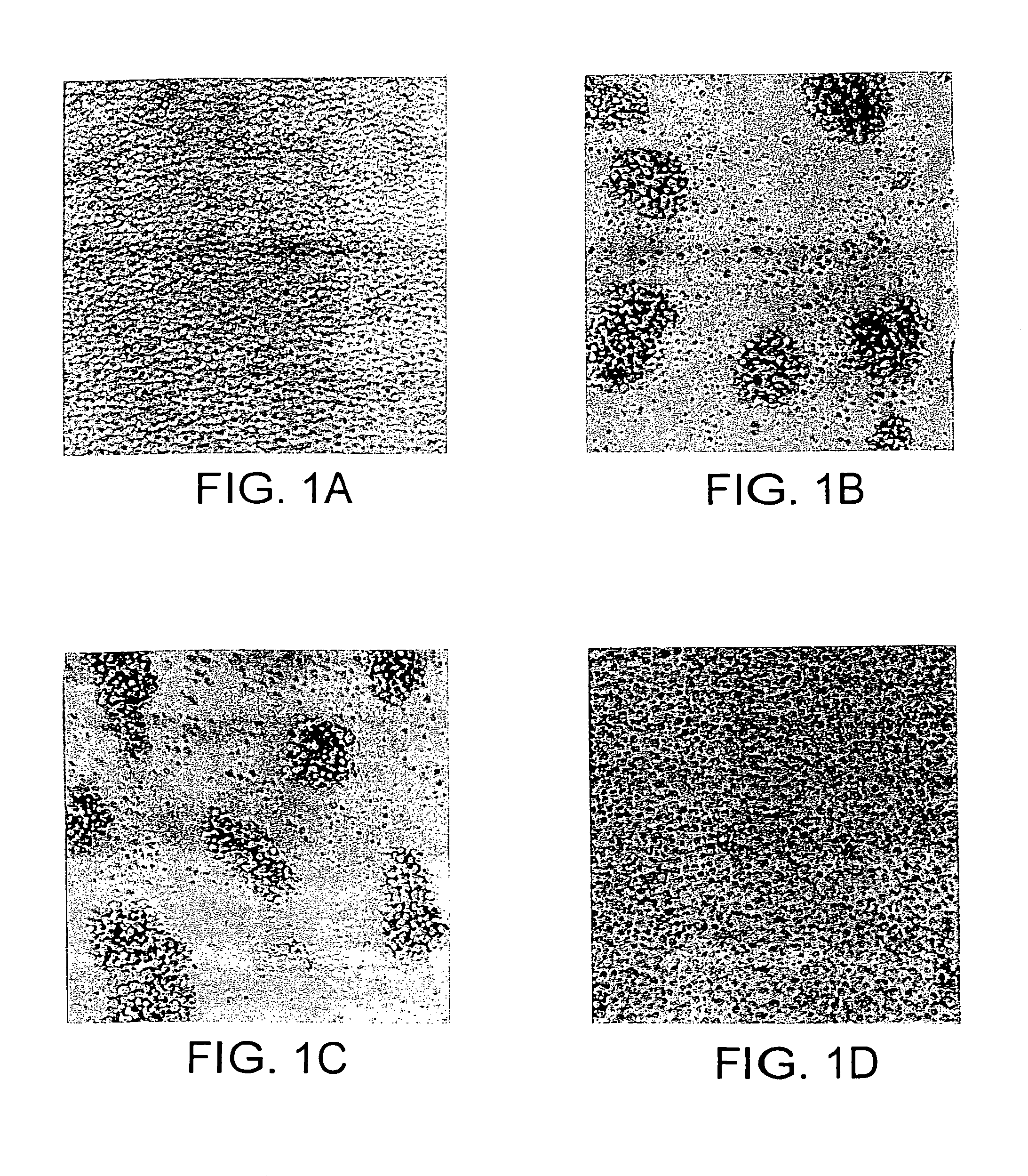 Antibodies to JTT-1 protein, cells secreting such antibodies, and methods of making such antibodies