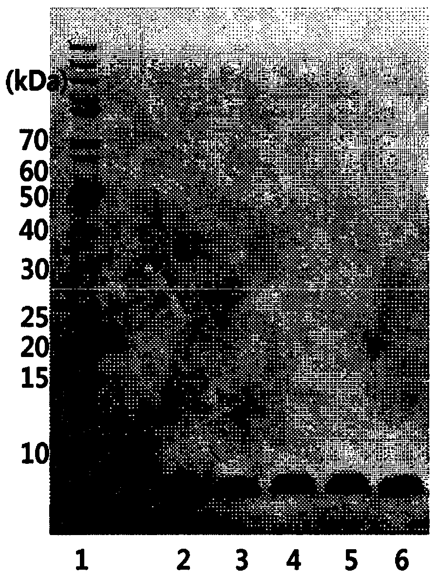 Insulin analog complex with reduced affinity for insulin receptor and use thereof