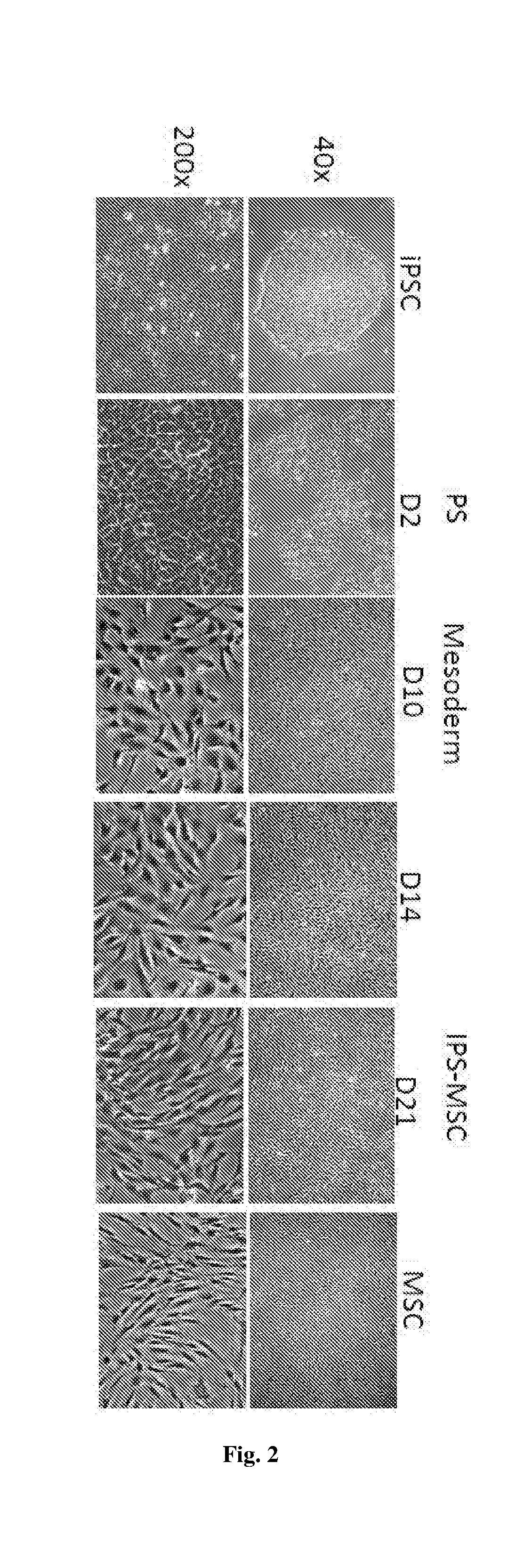 Method of generating mesenchymal stem cells and uses thereof