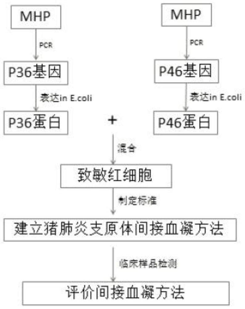 Mycoplasma hyopneumoniae antibody detection method and application