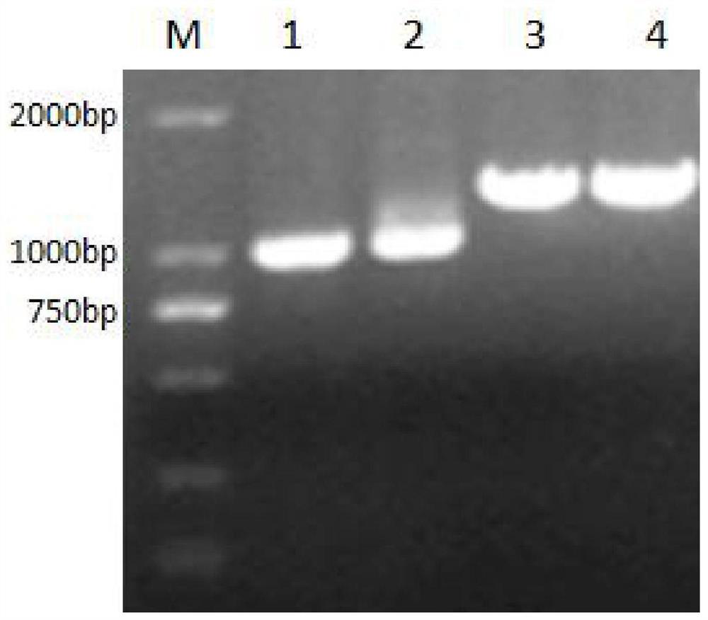 Mycoplasma hyopneumoniae antibody detection method and application