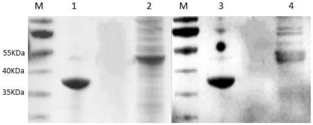 Mycoplasma hyopneumoniae antibody detection method and application